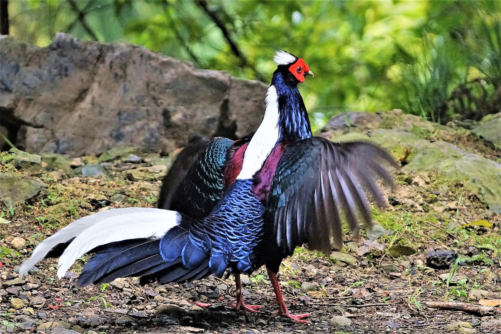Swinhoe's Pheasant