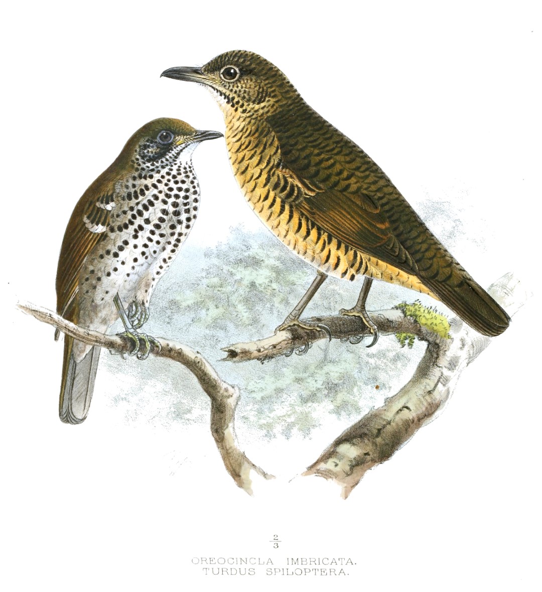 Swinhoe's Thrush
