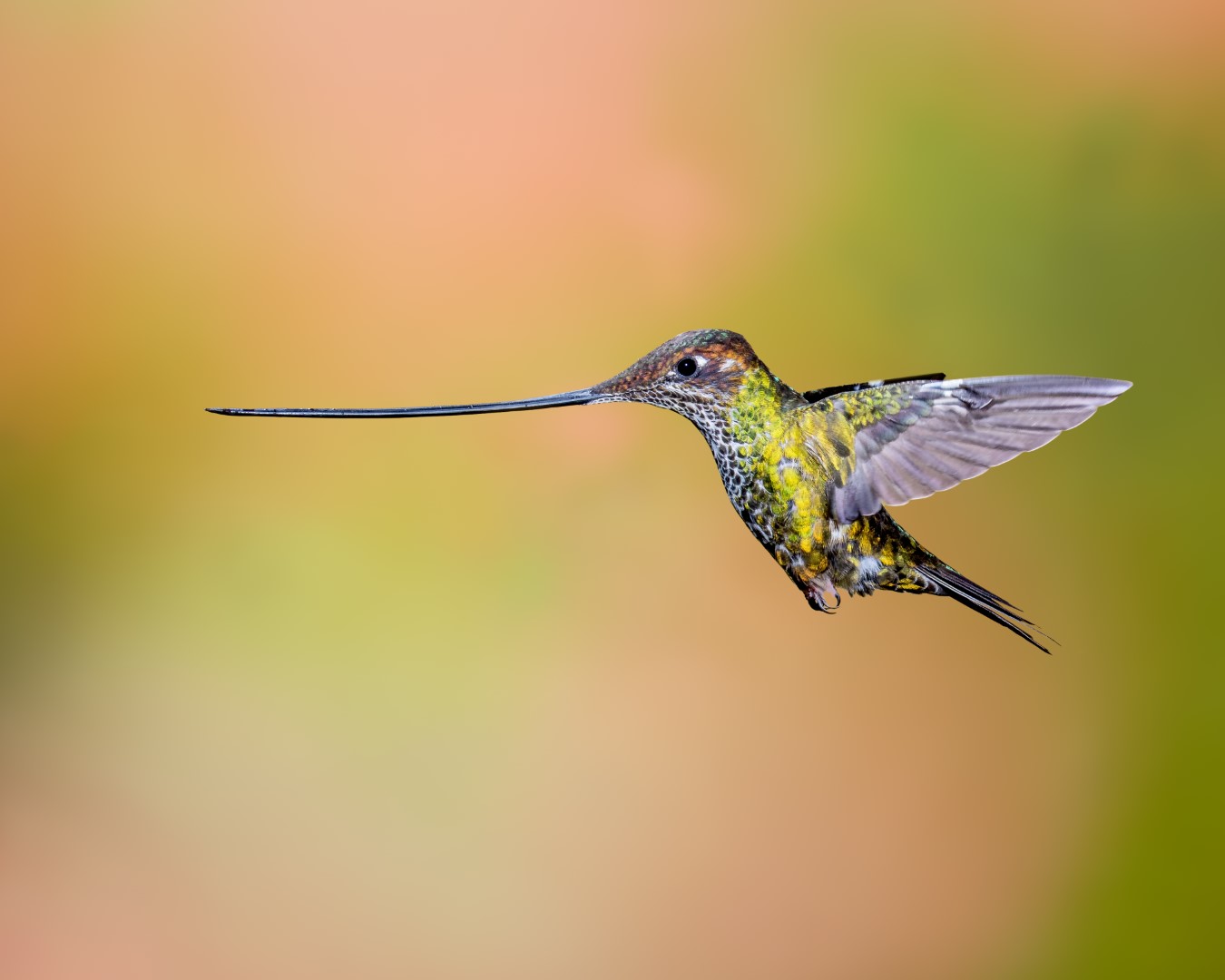 Sword-billed Hummingbird
