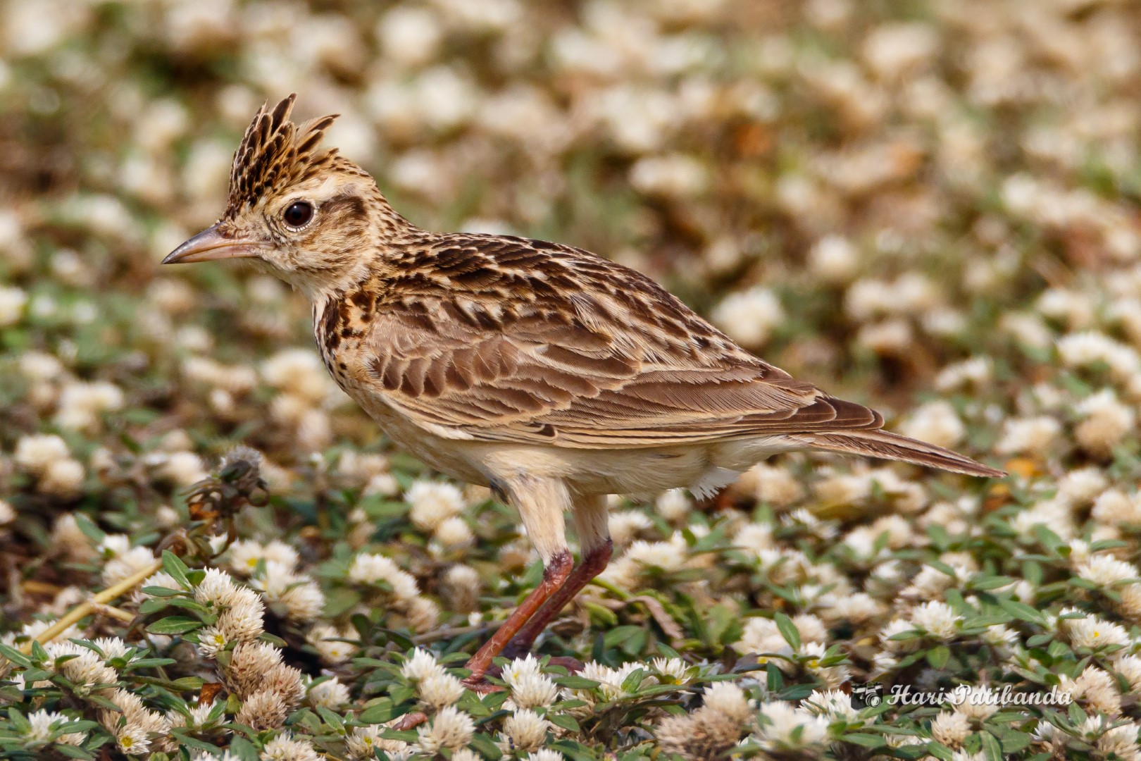 Sykes's lark