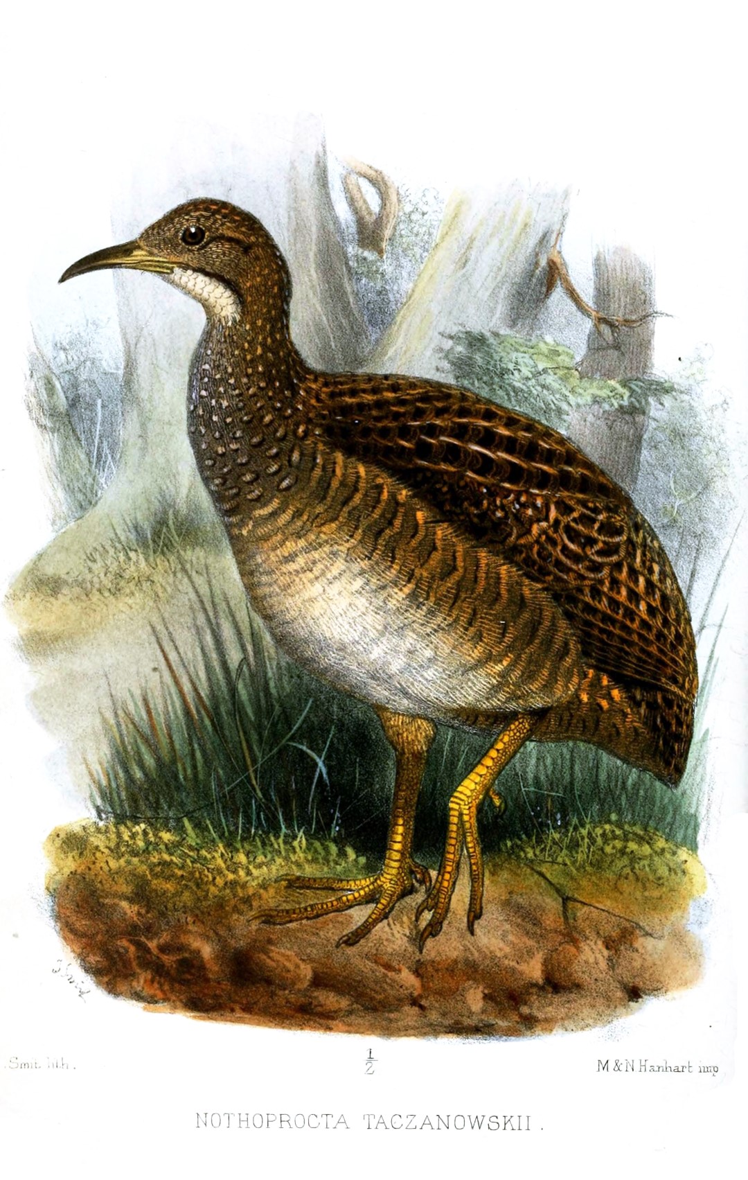 Taczanowski's Tinamou