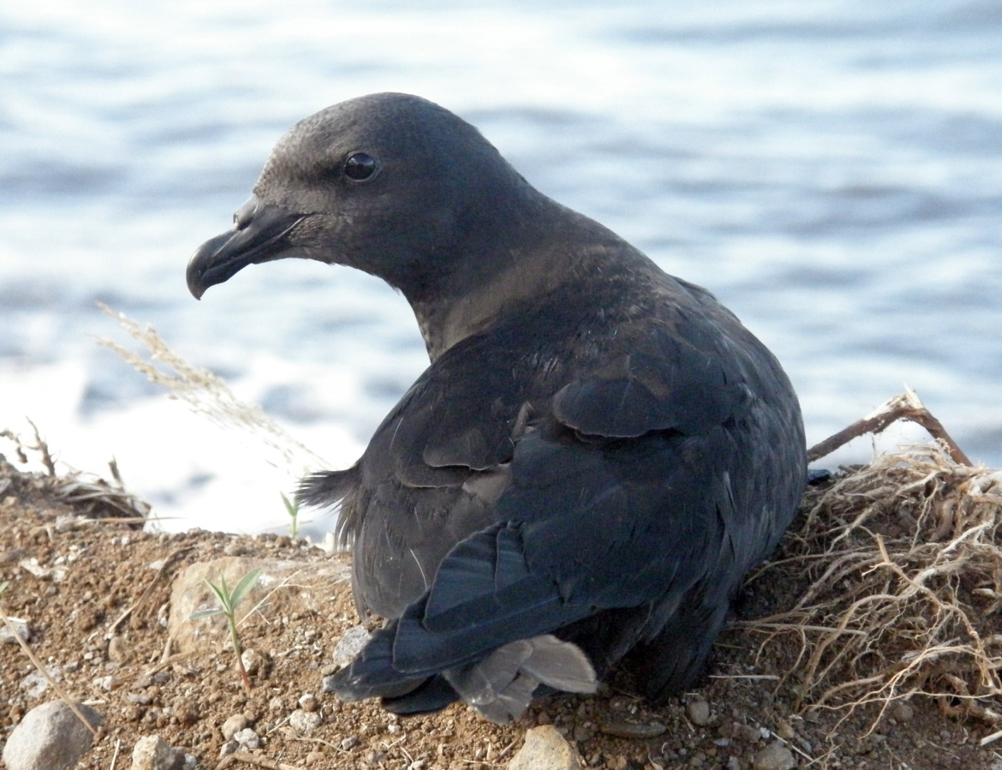 Tahiti Petrel