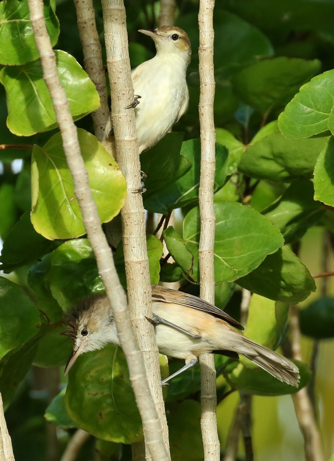 Tahiti Reed Warbler