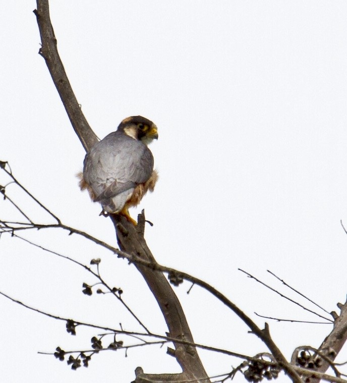 Taita falcon