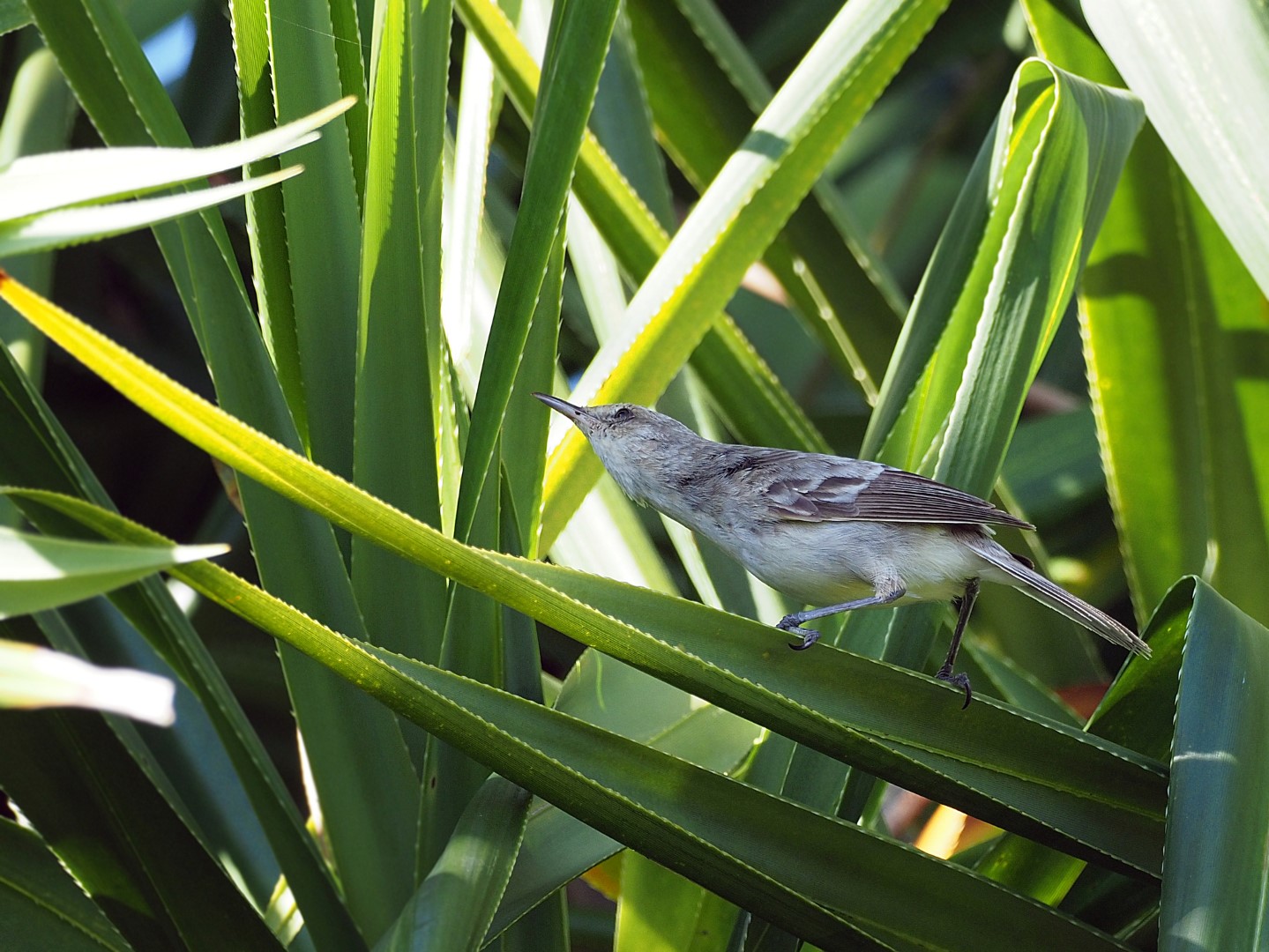 Taita Swamp Warbler