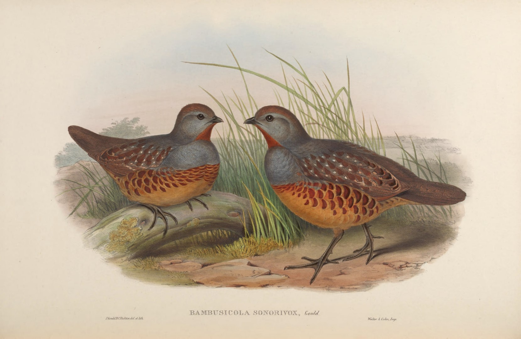Taiwan Bamboo Partridge