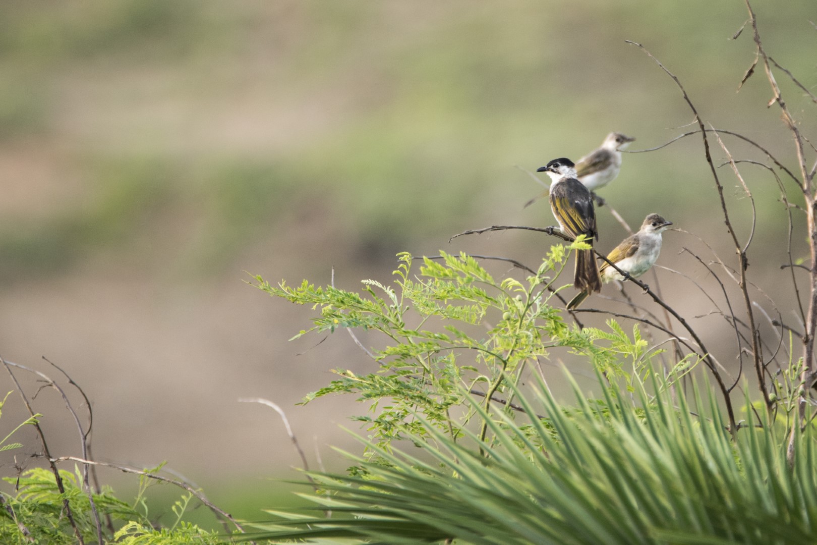 Taiwan Bulbul