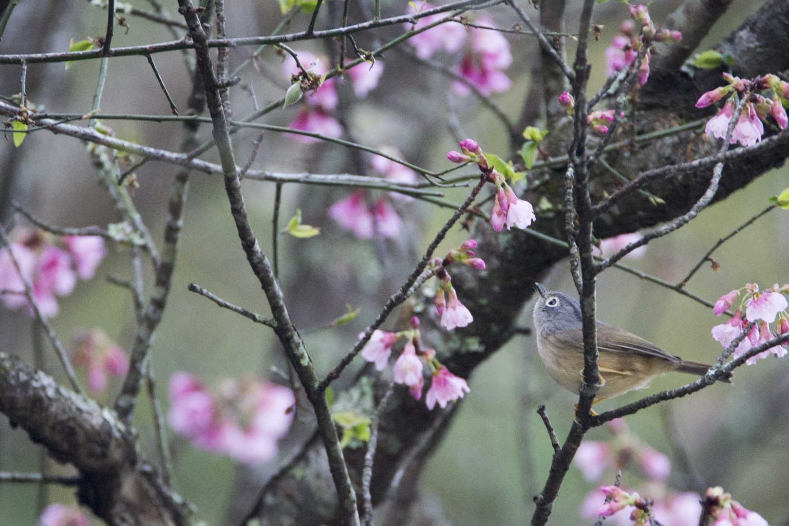 Taiwan Fulvetta