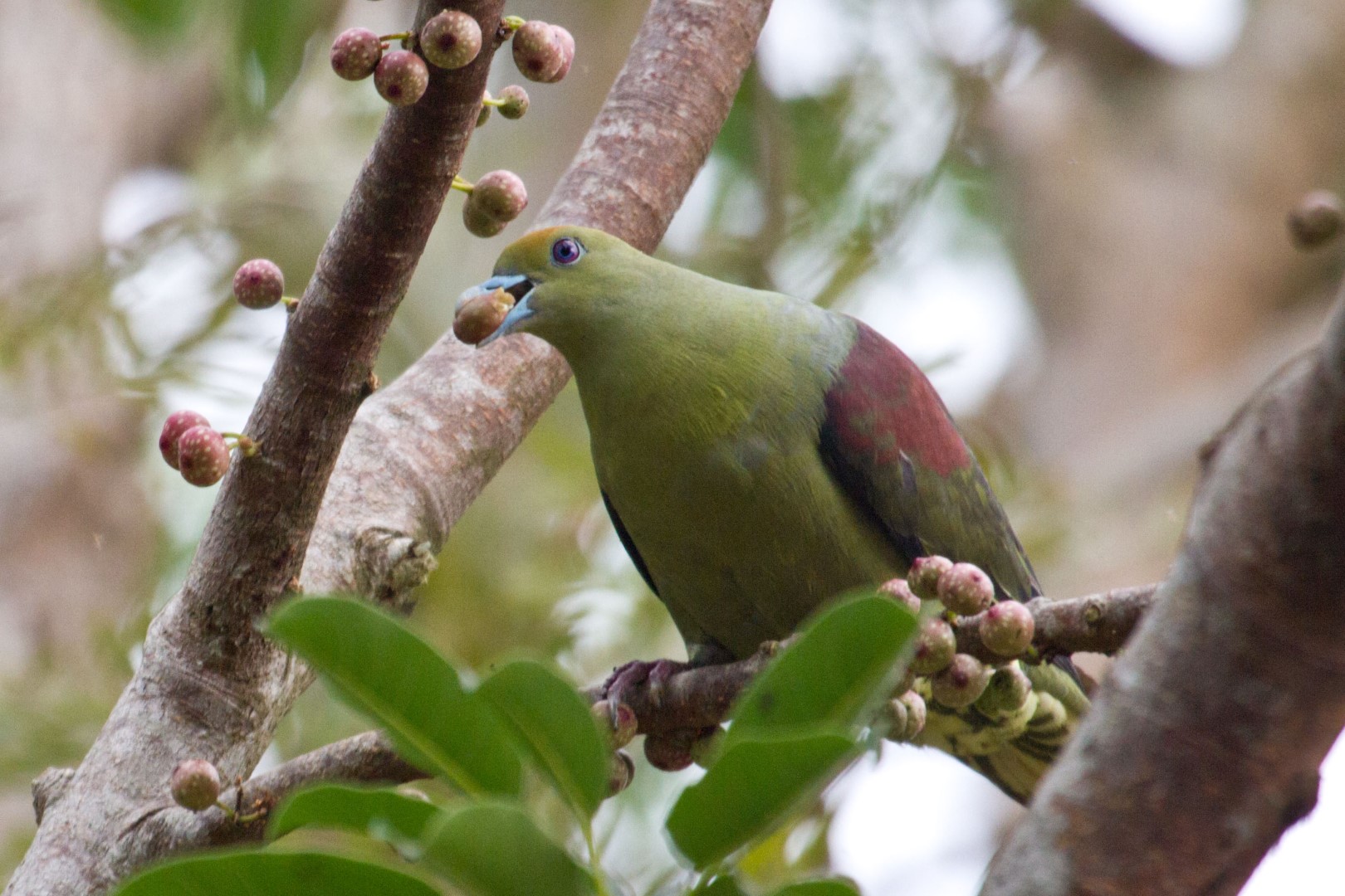 Taiwan Green Pigeon