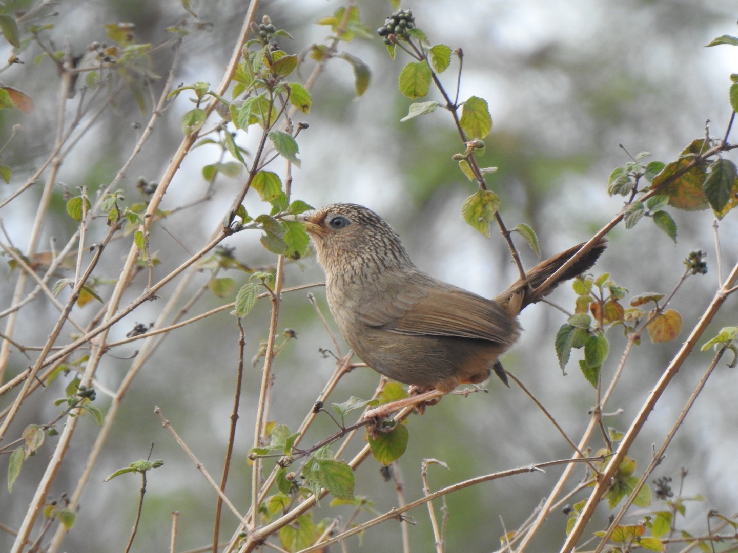 Taiwan laughingthrush