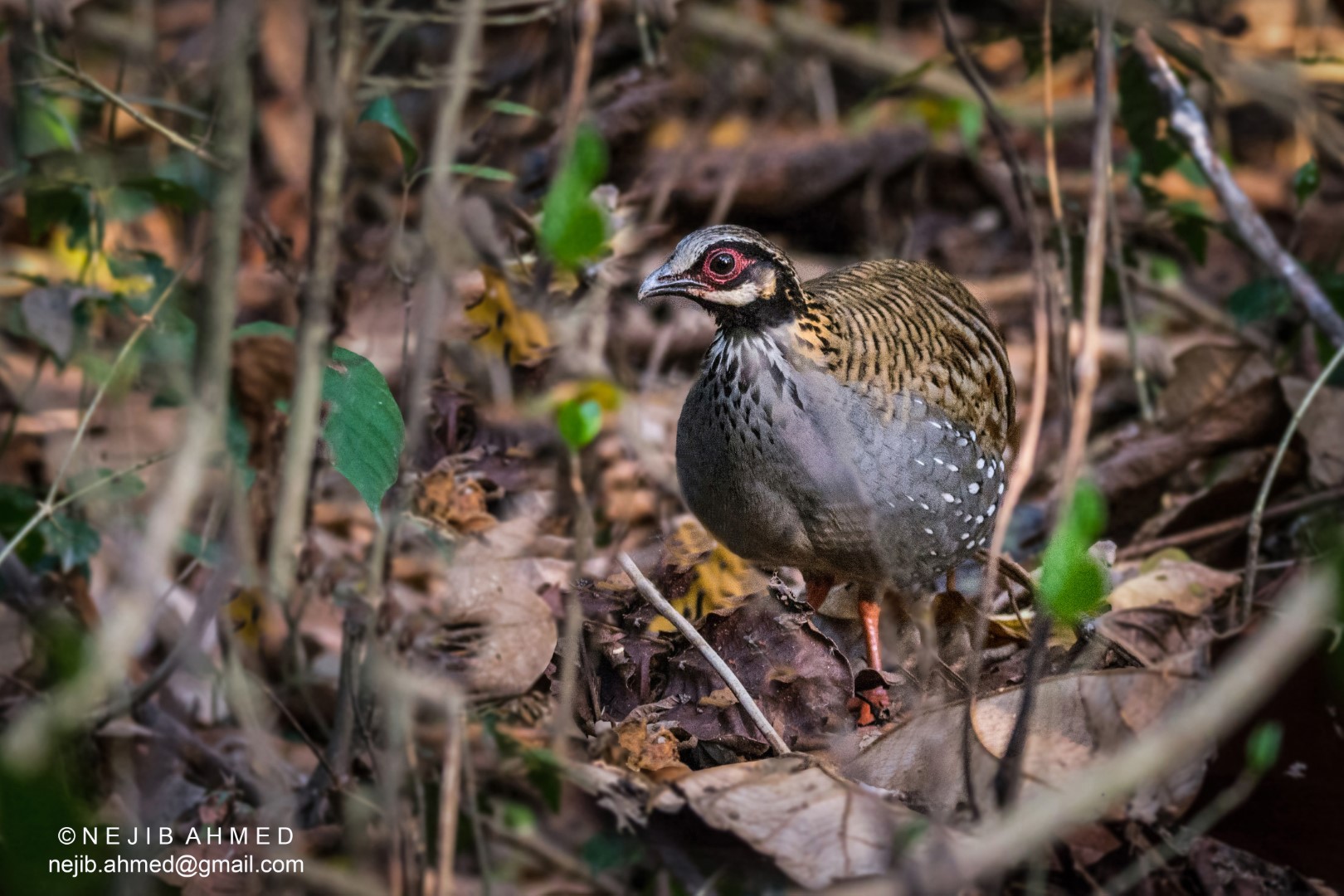 Taiwan Partridge