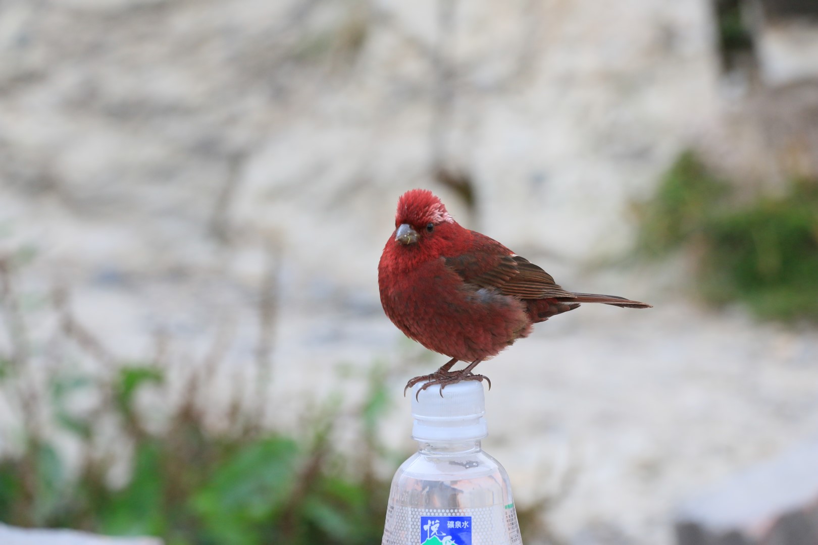 Taiwan Rosefinch