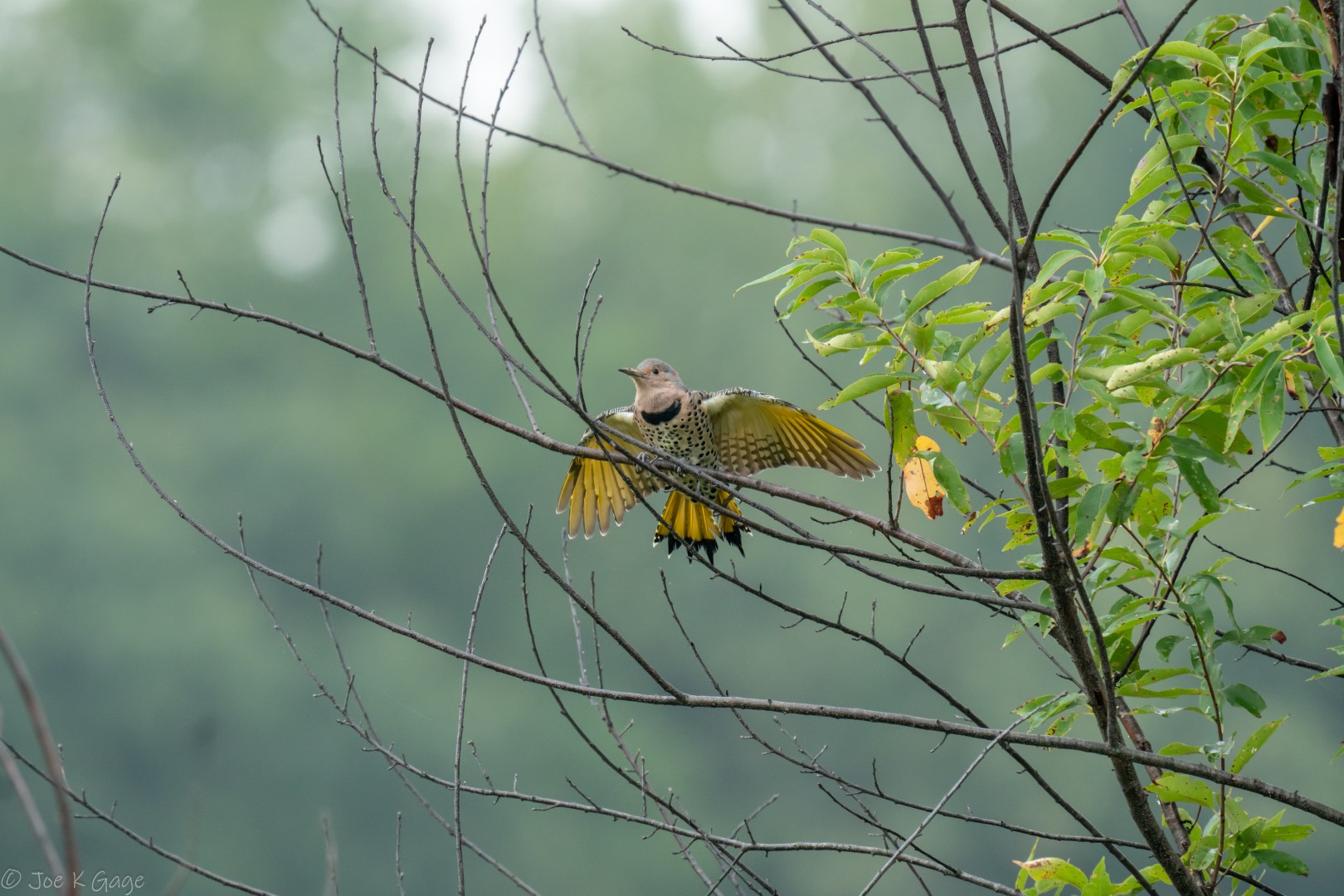 Taiwanese Collared Kingfisher
