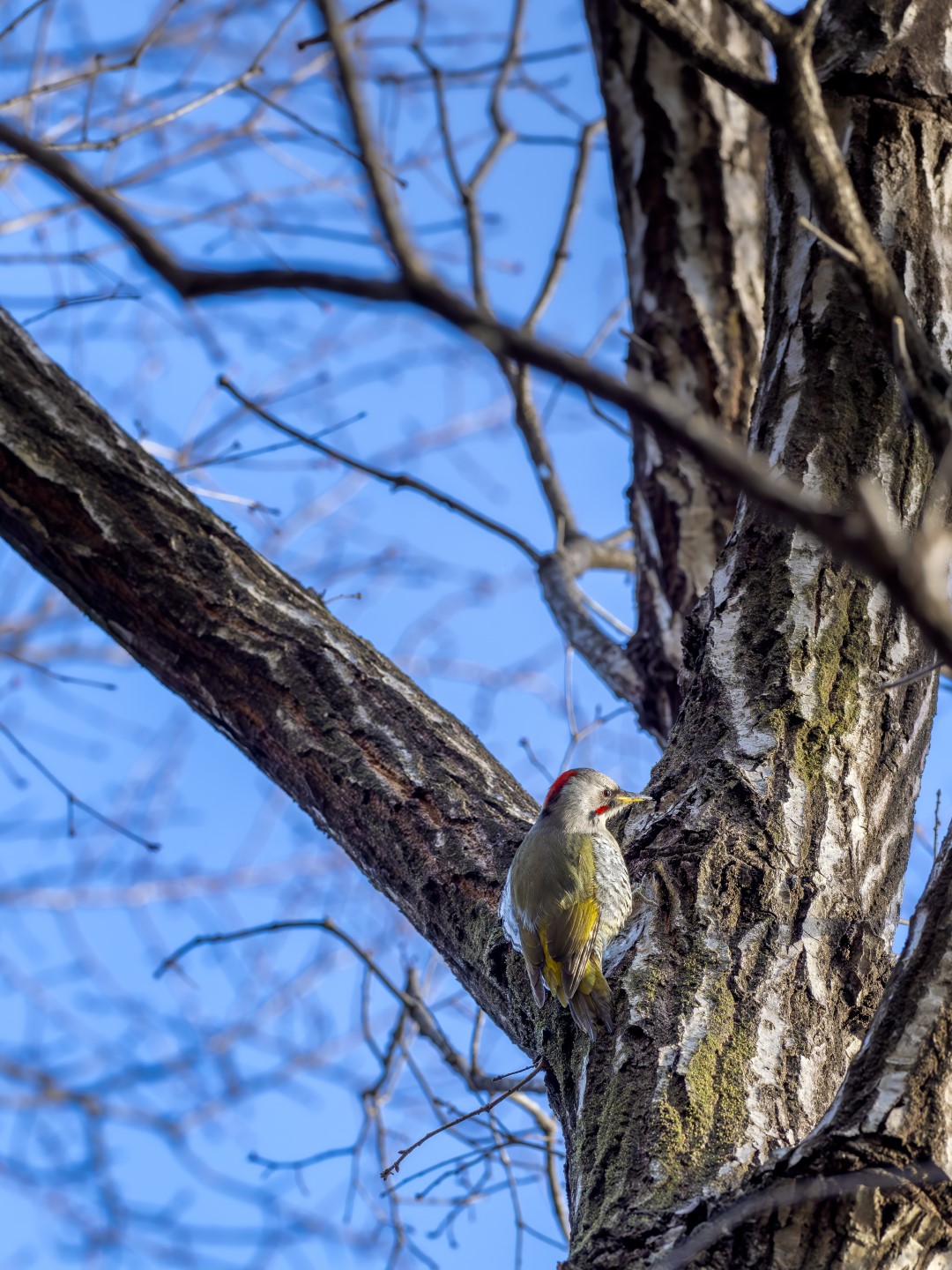Taiwanese Green Woodpecker