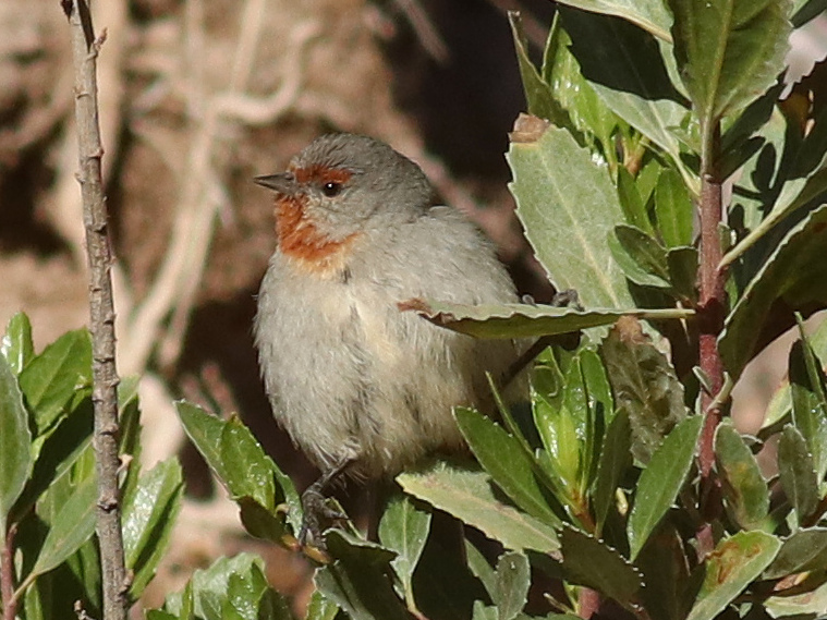 Tamarugo Conebill