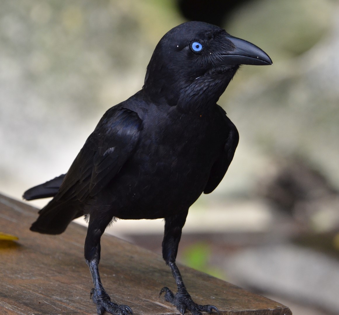 Tamaulipas Crow