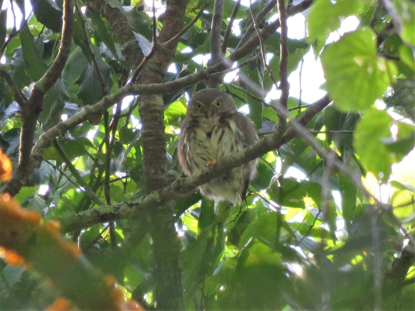 Tamaulipas Pygmy Owl