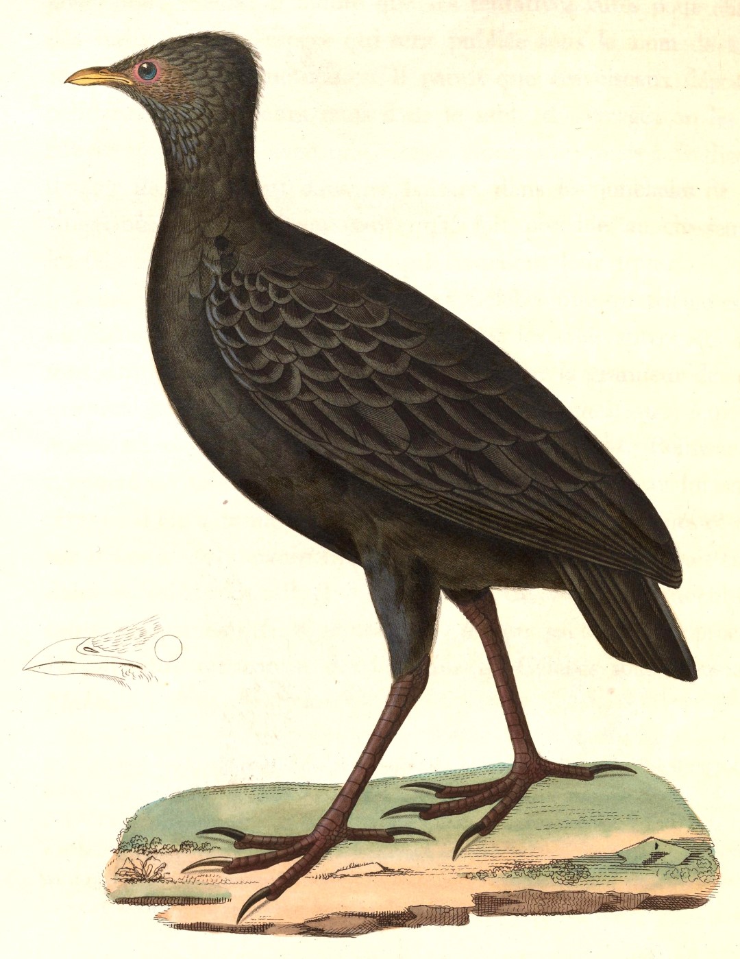 Tanimbar Megapode