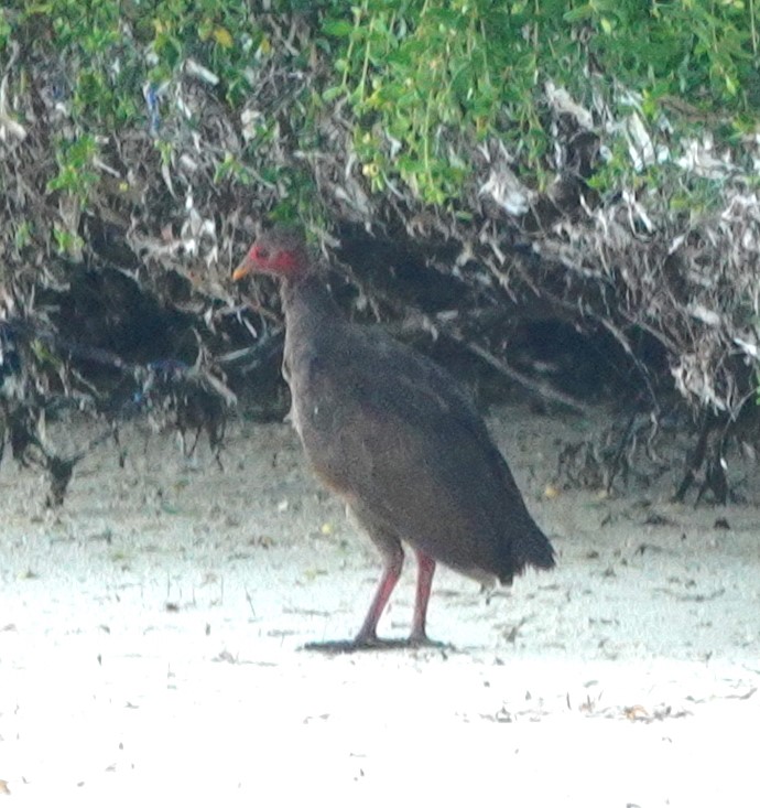 Tanimbar Megapode
