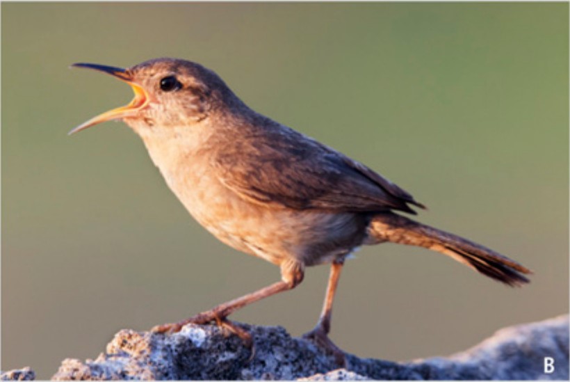 Tanner's Wren