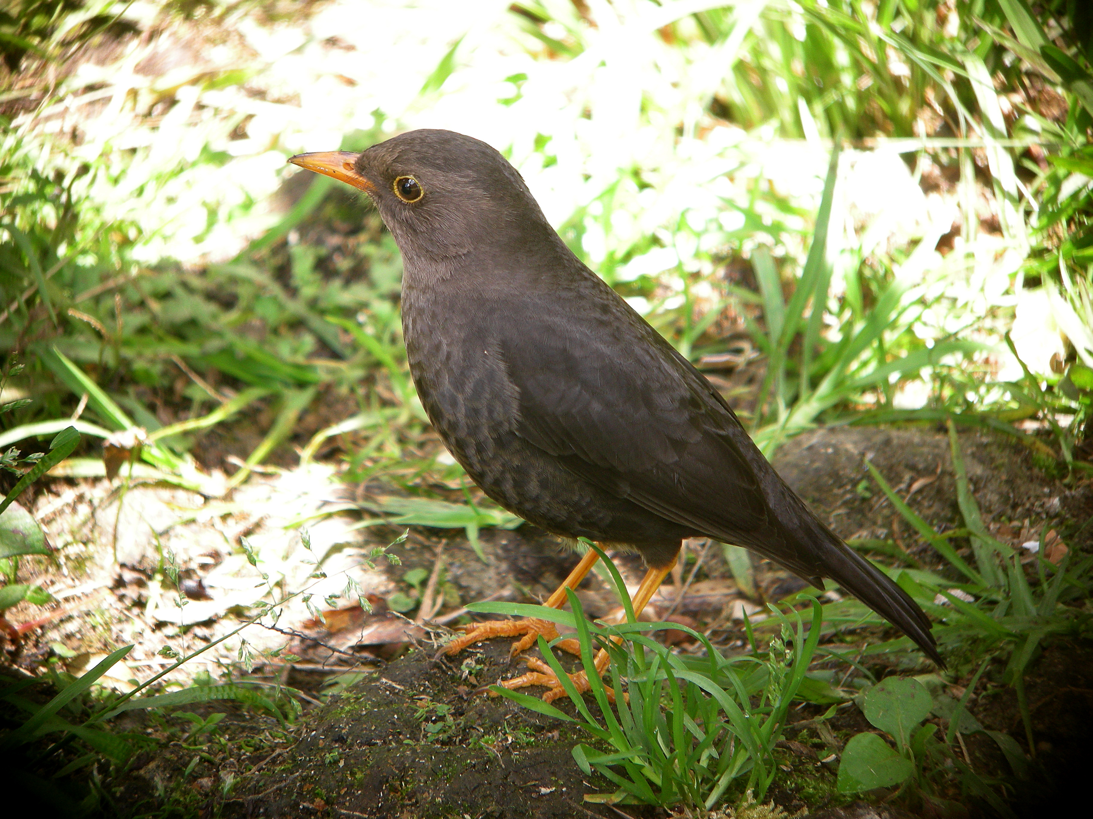Tasman Sea Island Thrush