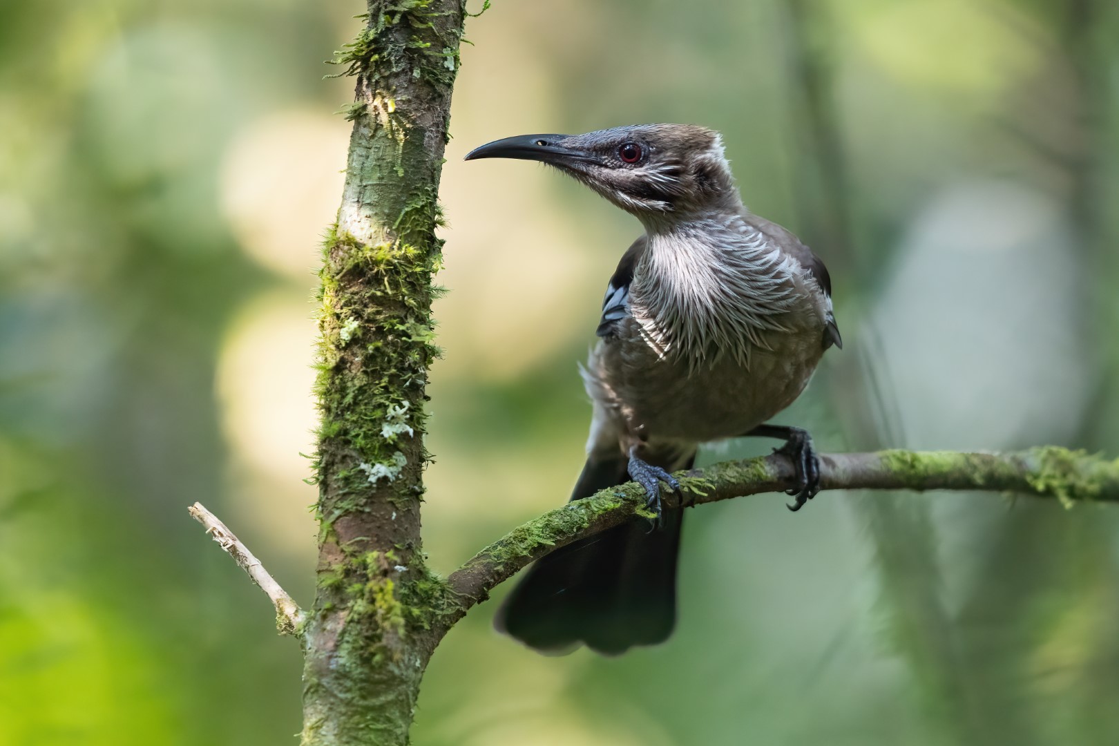 Tasmanian Friarbird