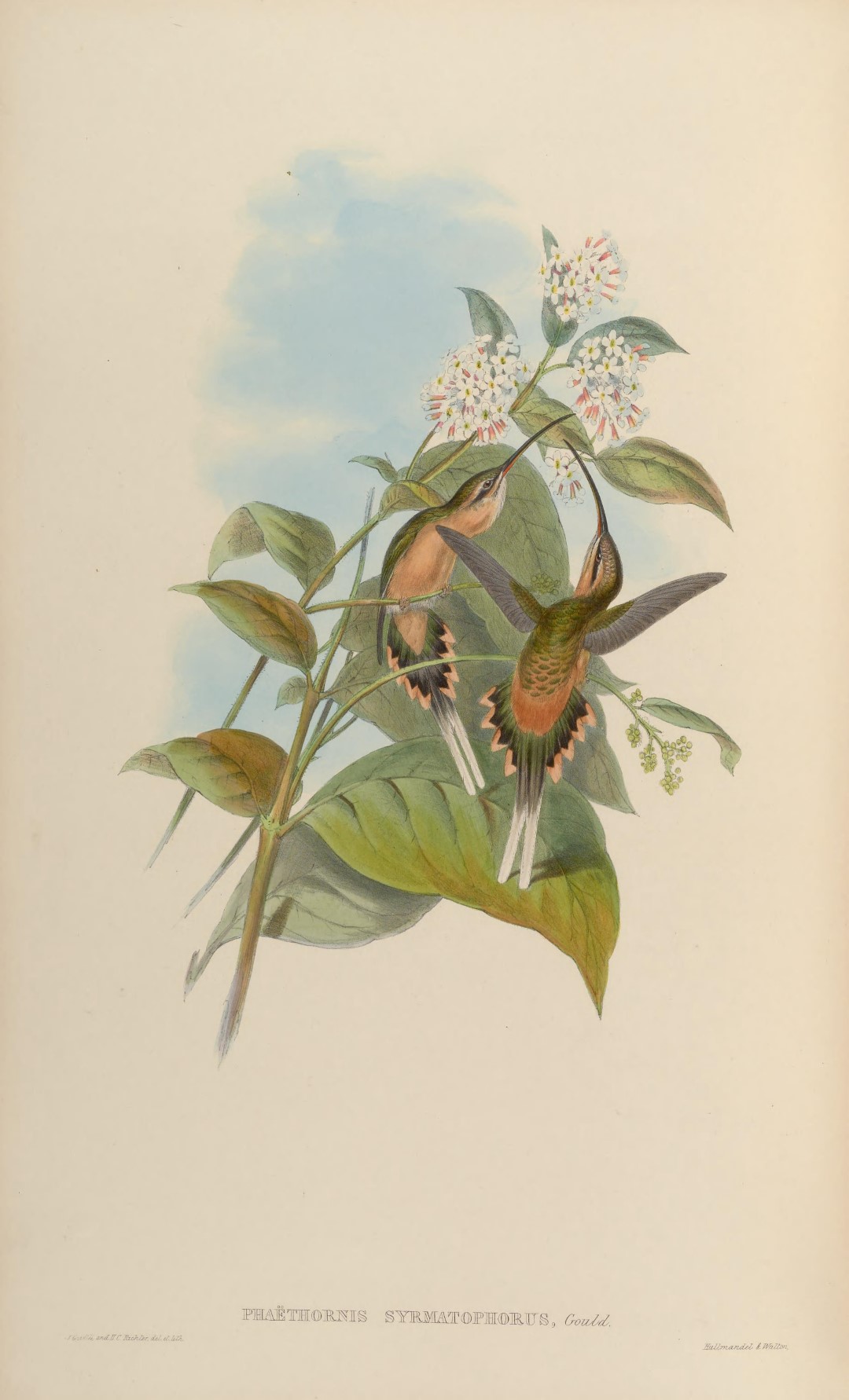 Tawny-bellied Hermit