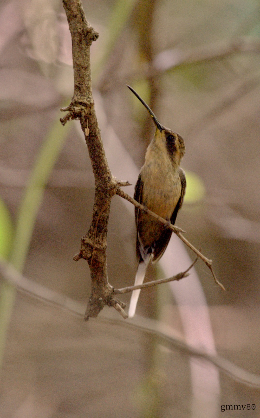 Tawny-bellied Hermit