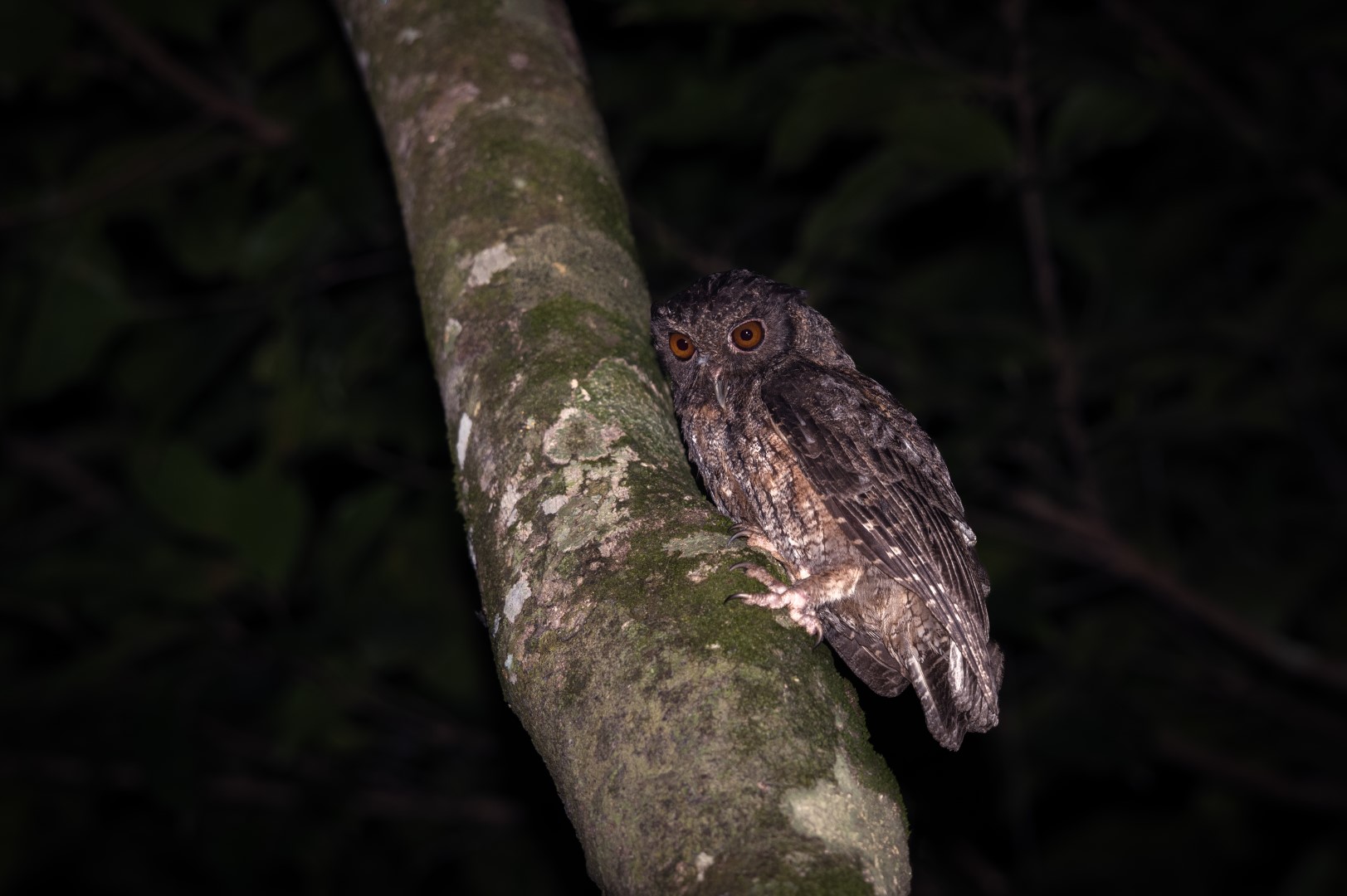 Tawny-bellied Screech Owl