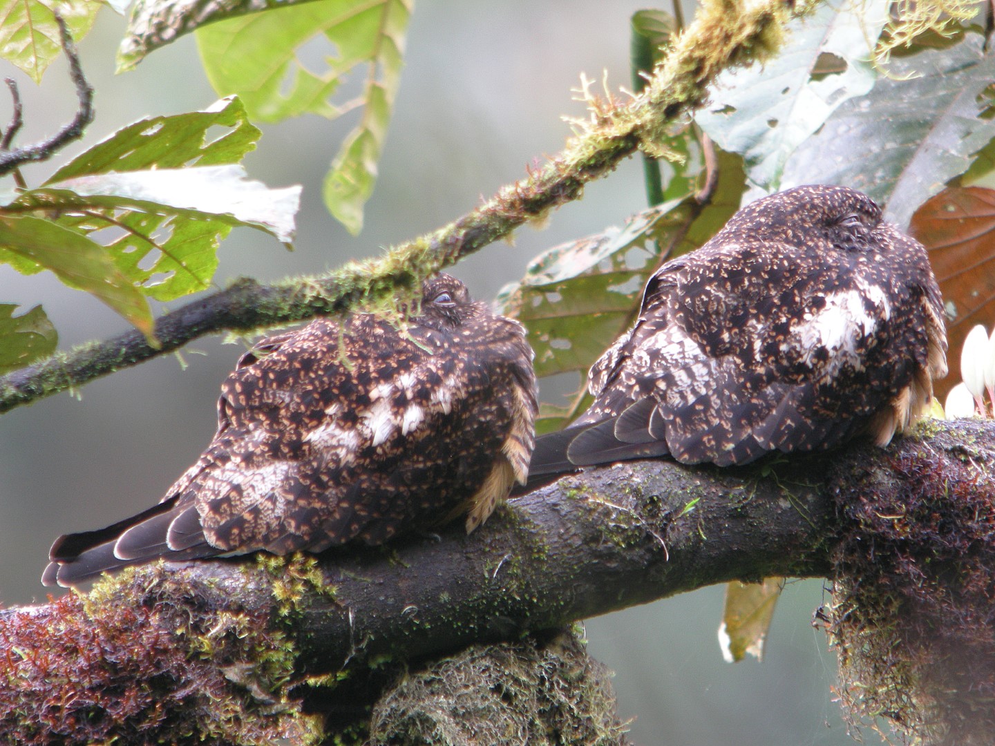 Tawny-bellied Screech Owl