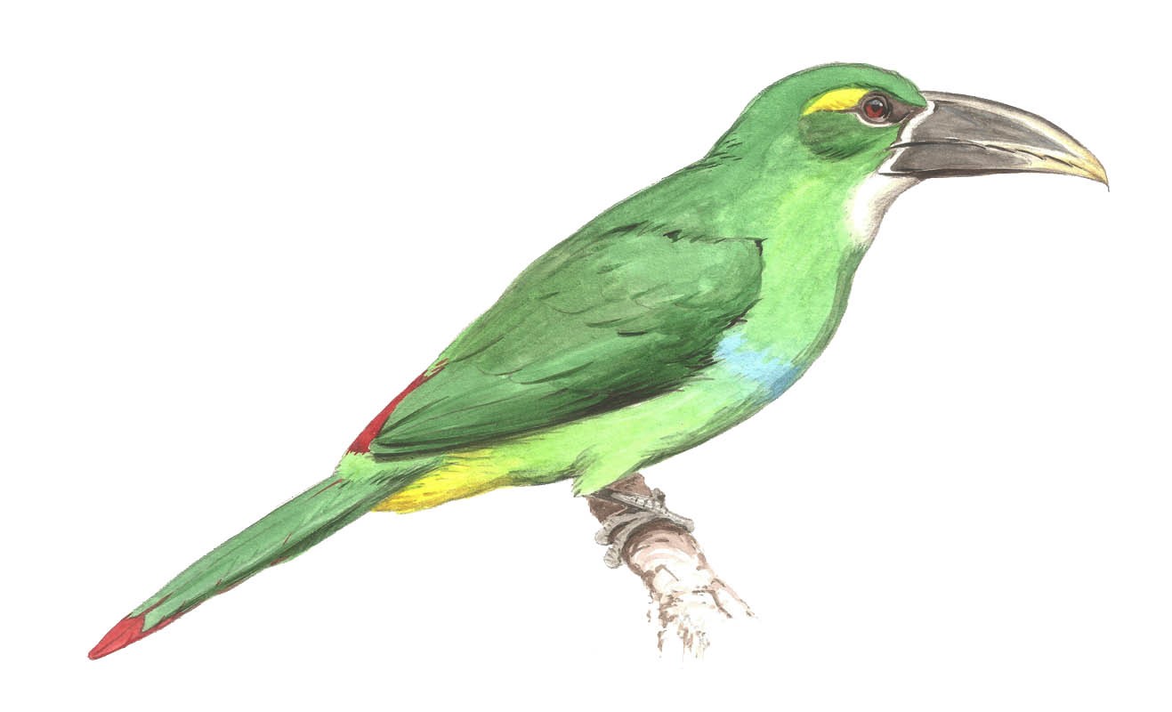 Tawny-bellied Toucanet