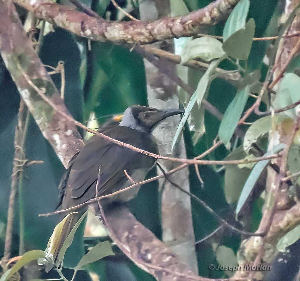 Tawny-breasted Honeyeater