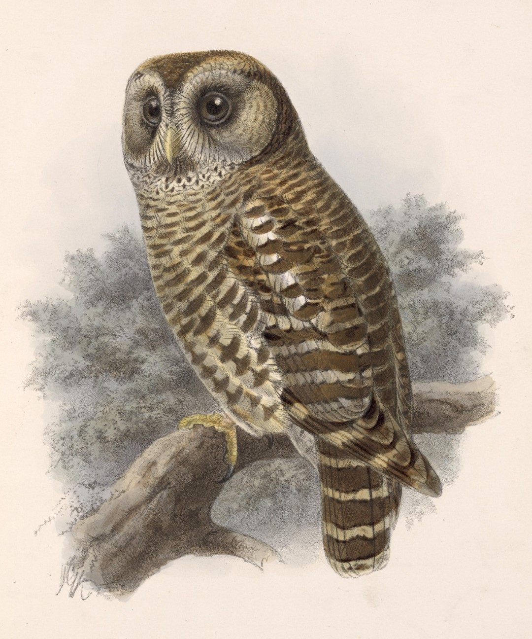 Tawny-browed Owl