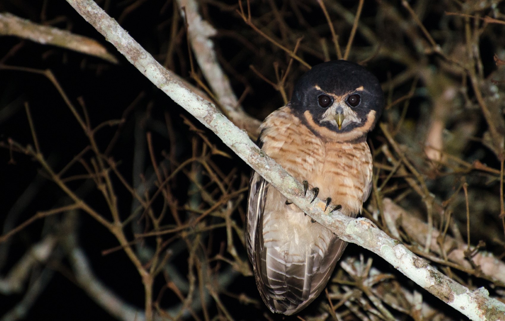 Tawny-browed Owl