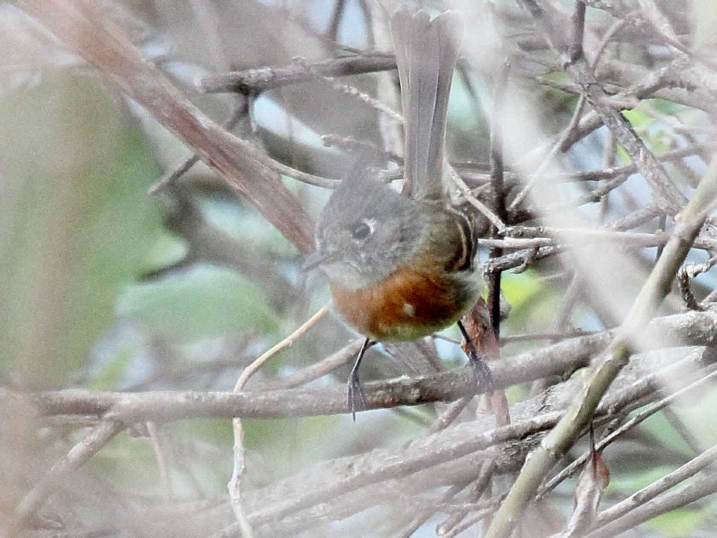 Tawny-chested Flycatcher