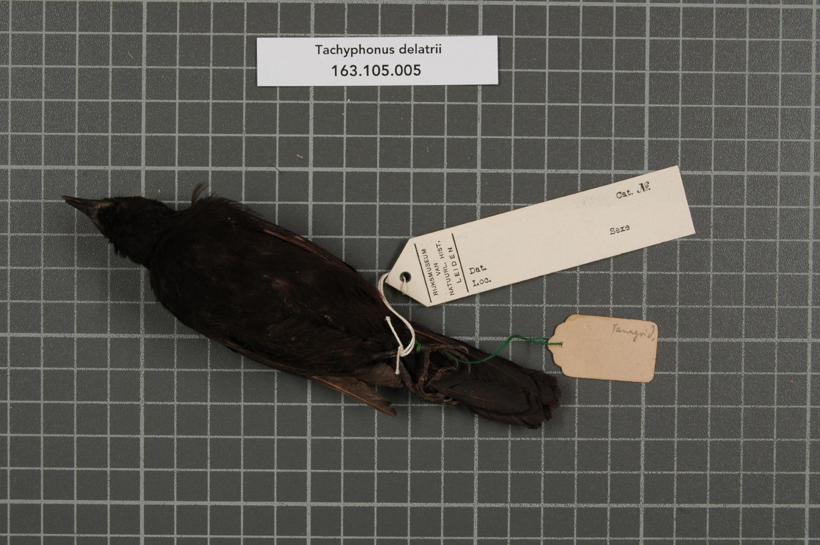 Tawny-crested Tanager