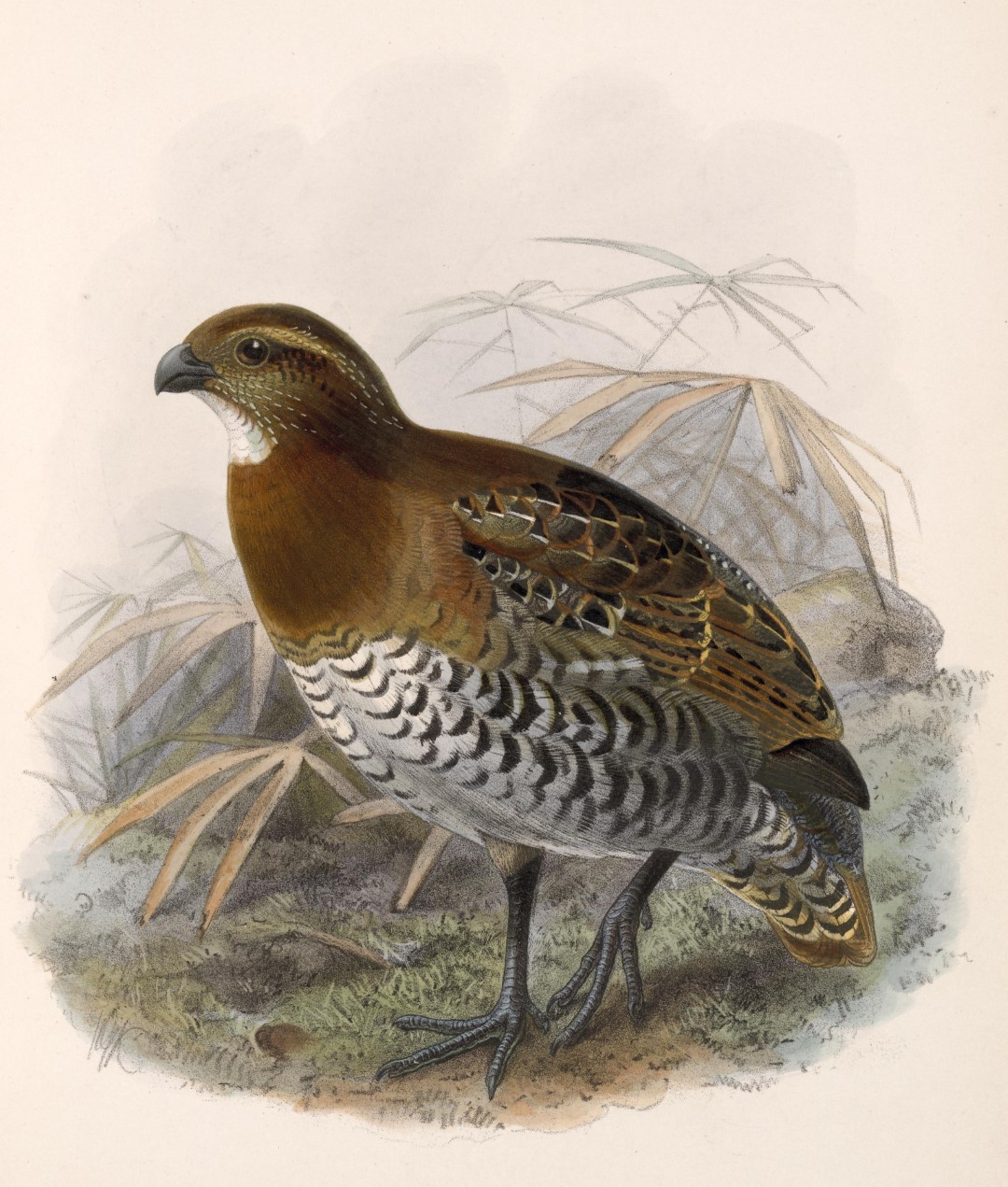 Tawny-faced Quail