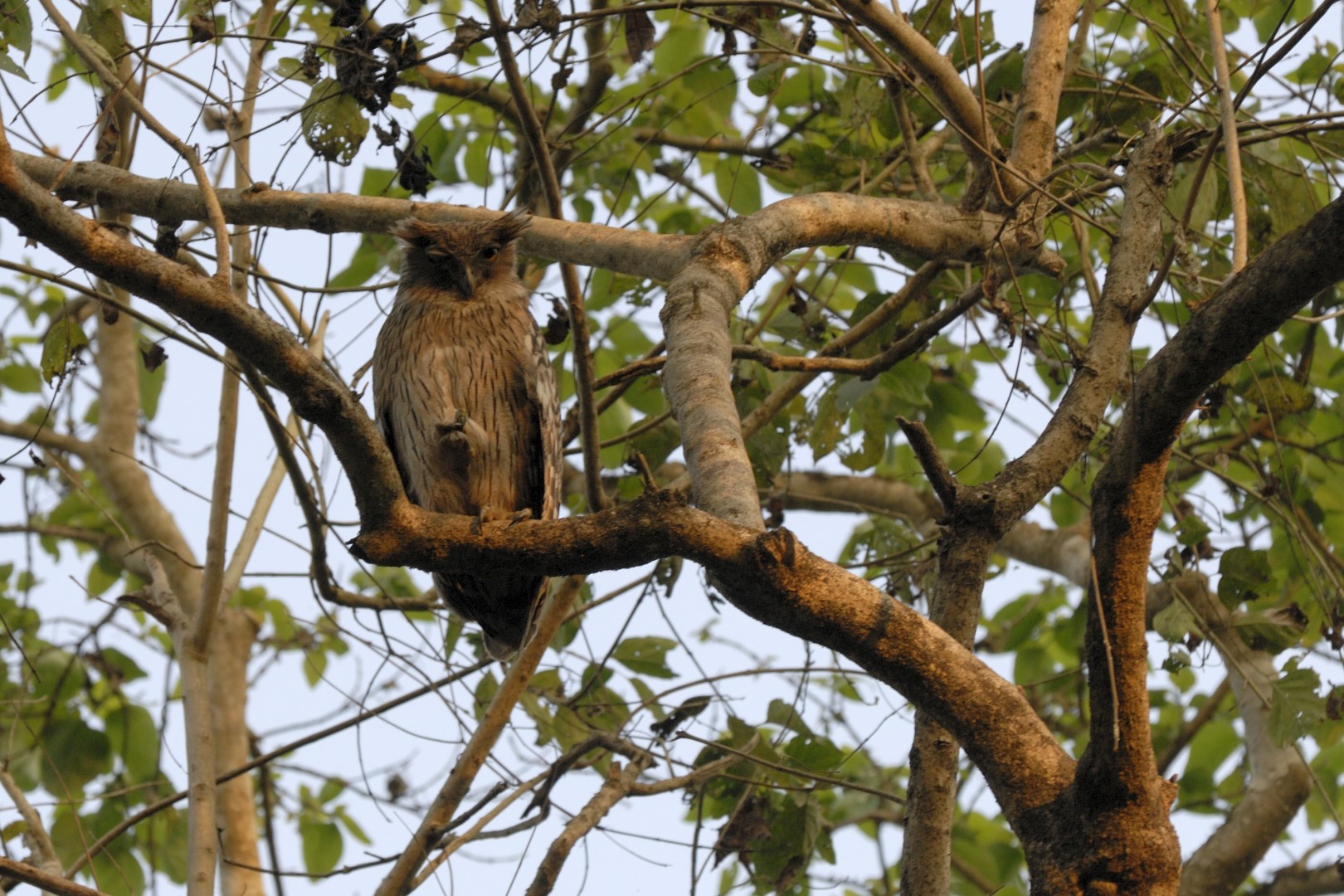 Tawny Fish Owl