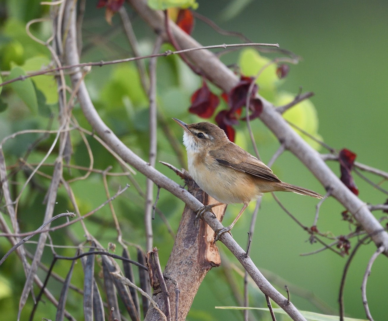 Tawny-flanked Prinia