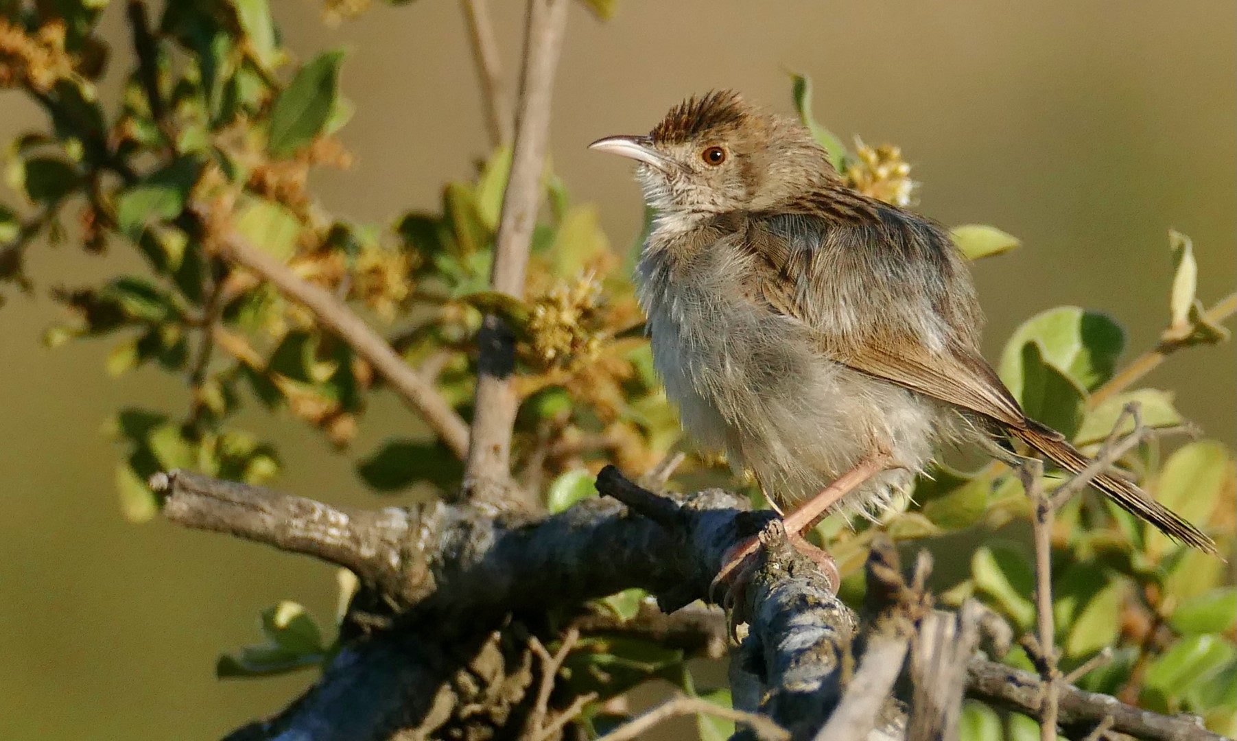 Tawny-flanked Prinia