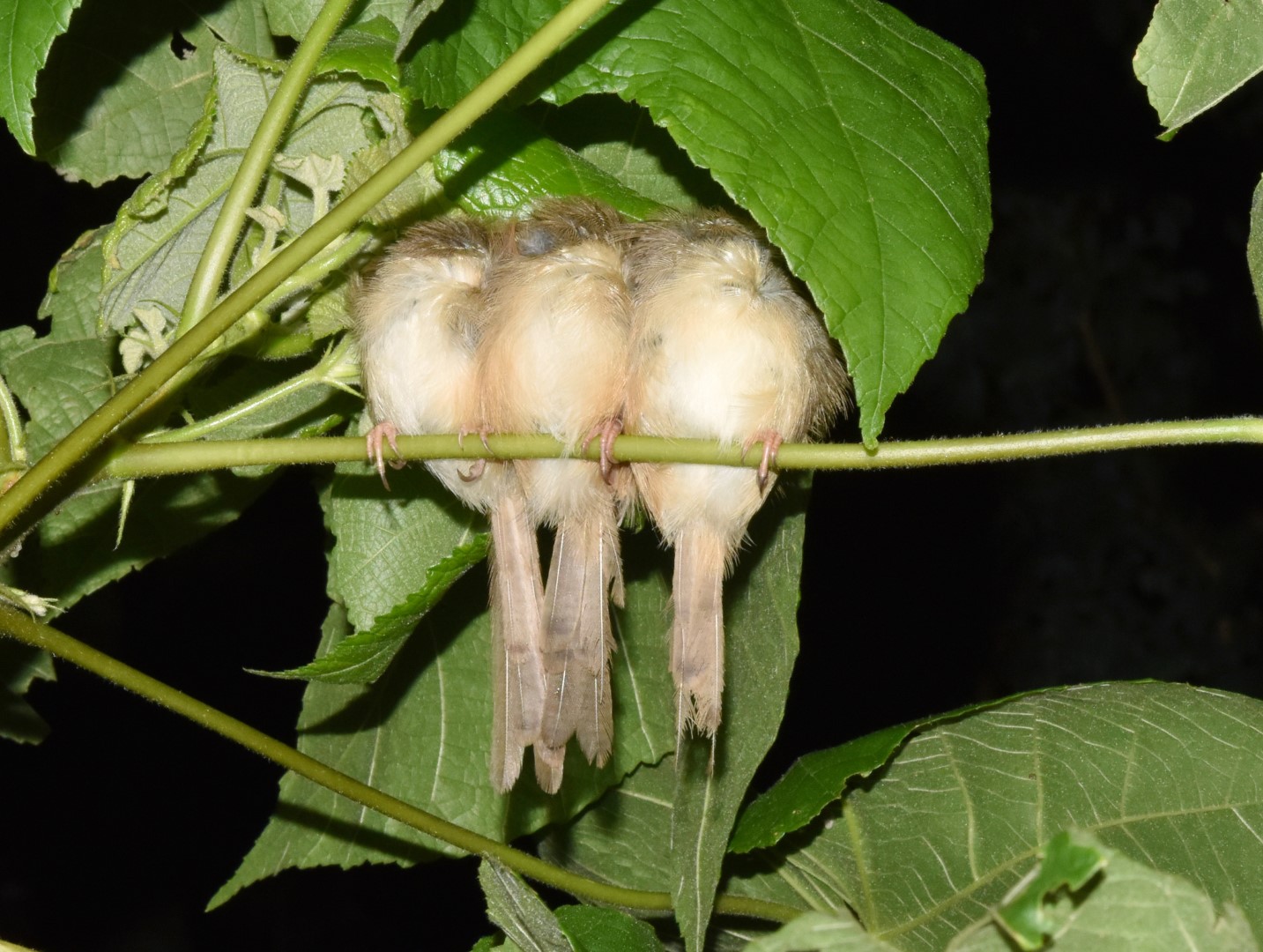 Tawny-flanked Prinia