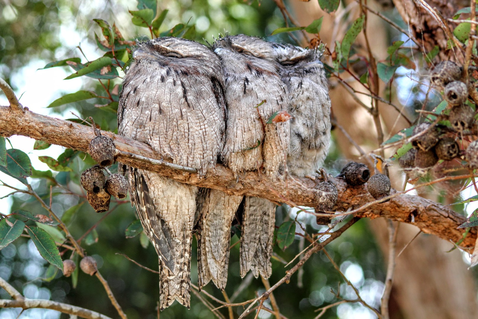 Tawny Frogmouth