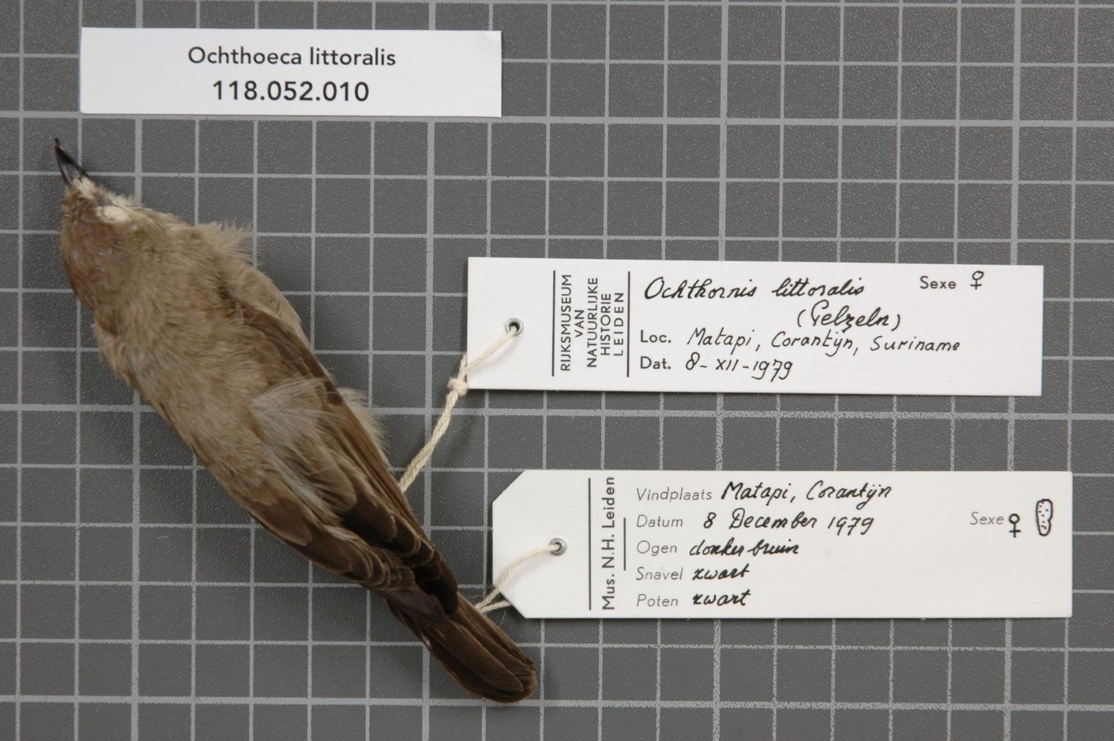 Tawny-throated Dotterel