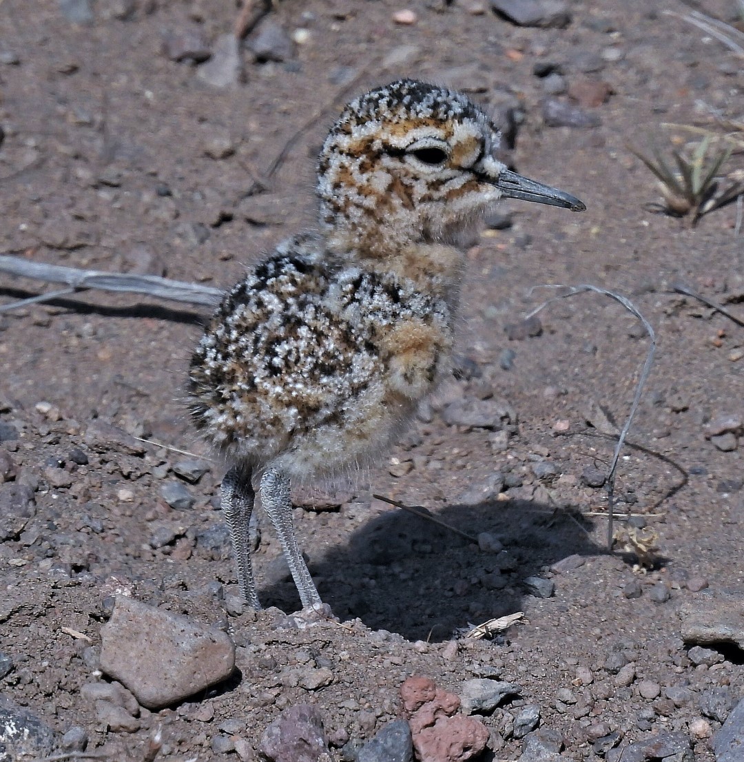 Tawny-throated Dotterel