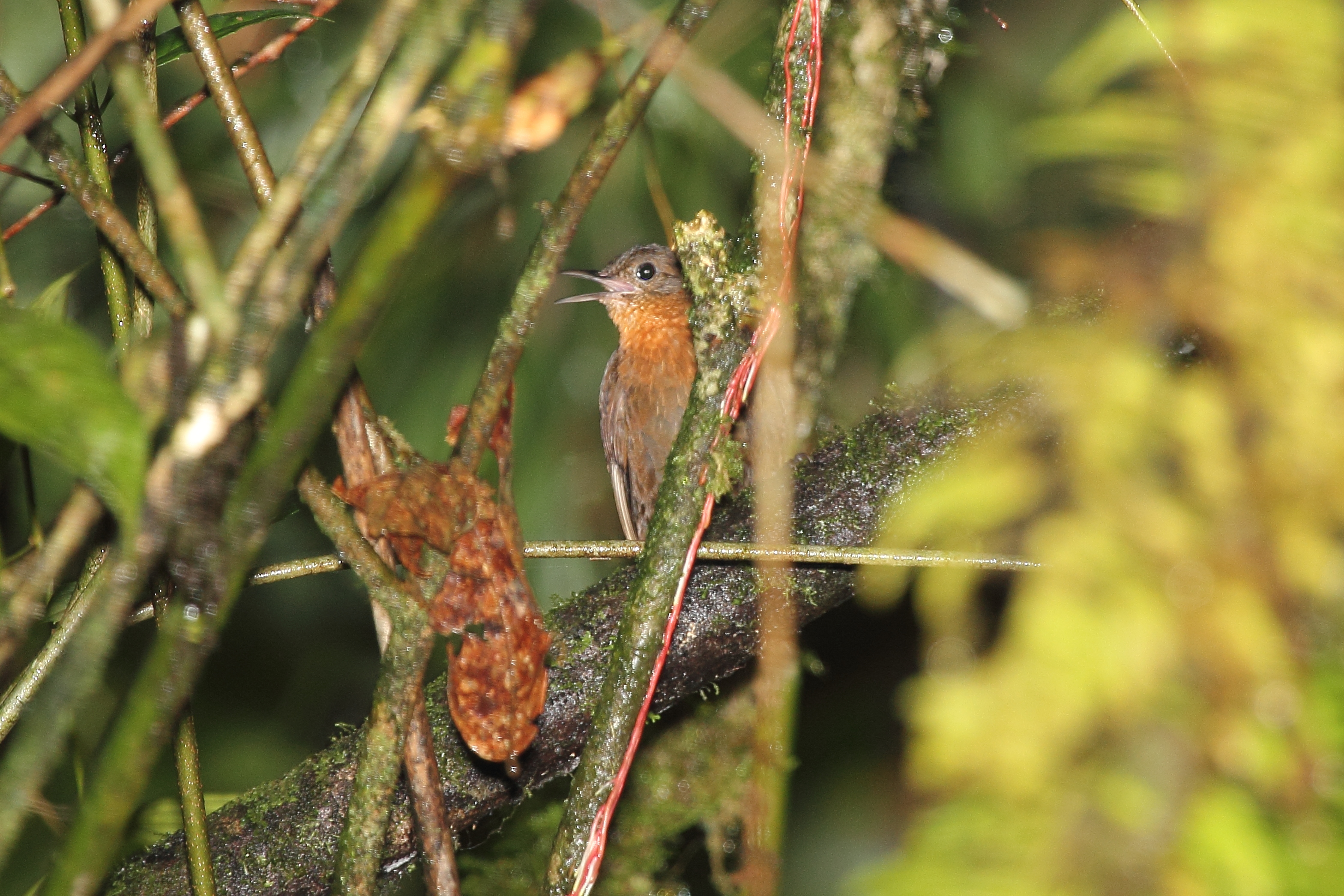 Tawny-throated Leaftosser