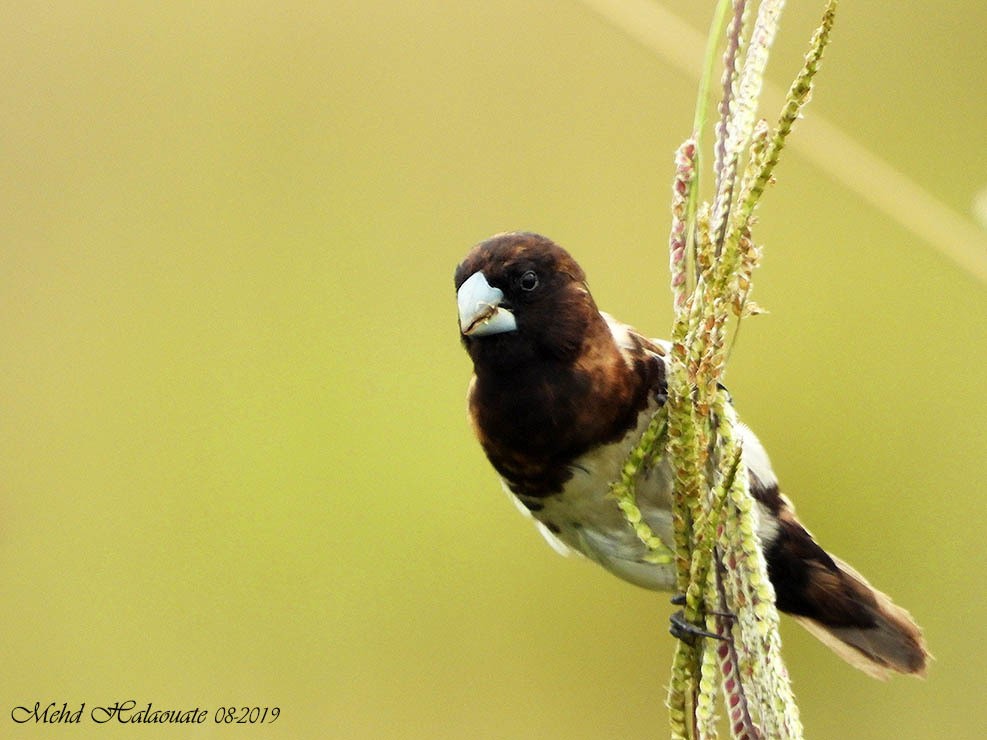 Teerink's Munia