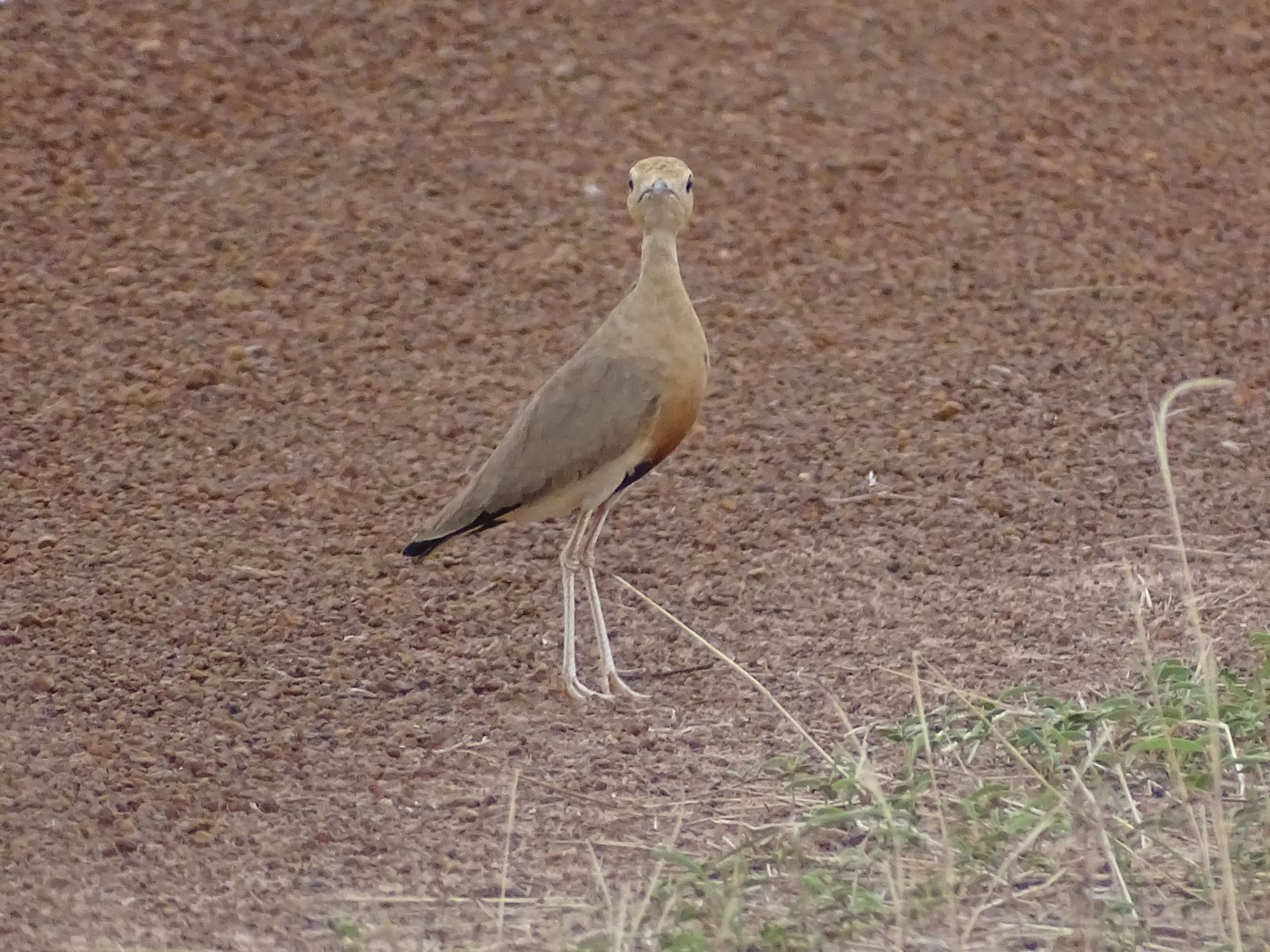 Temminck's Courser