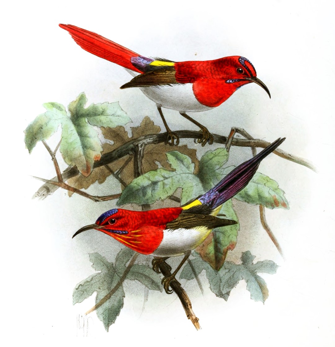 Temminck's Sunbird