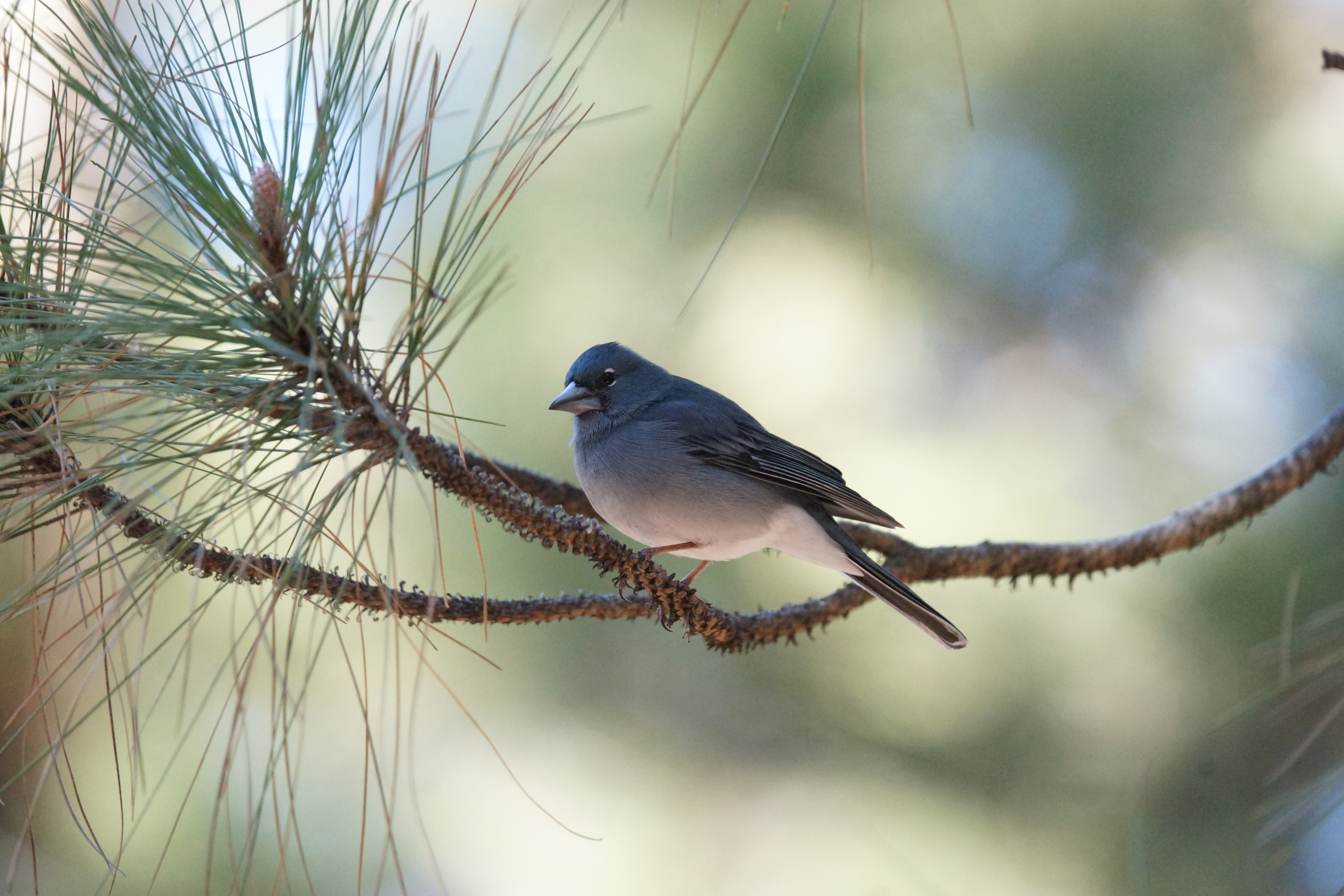 Tenerife Blue Chaffinch