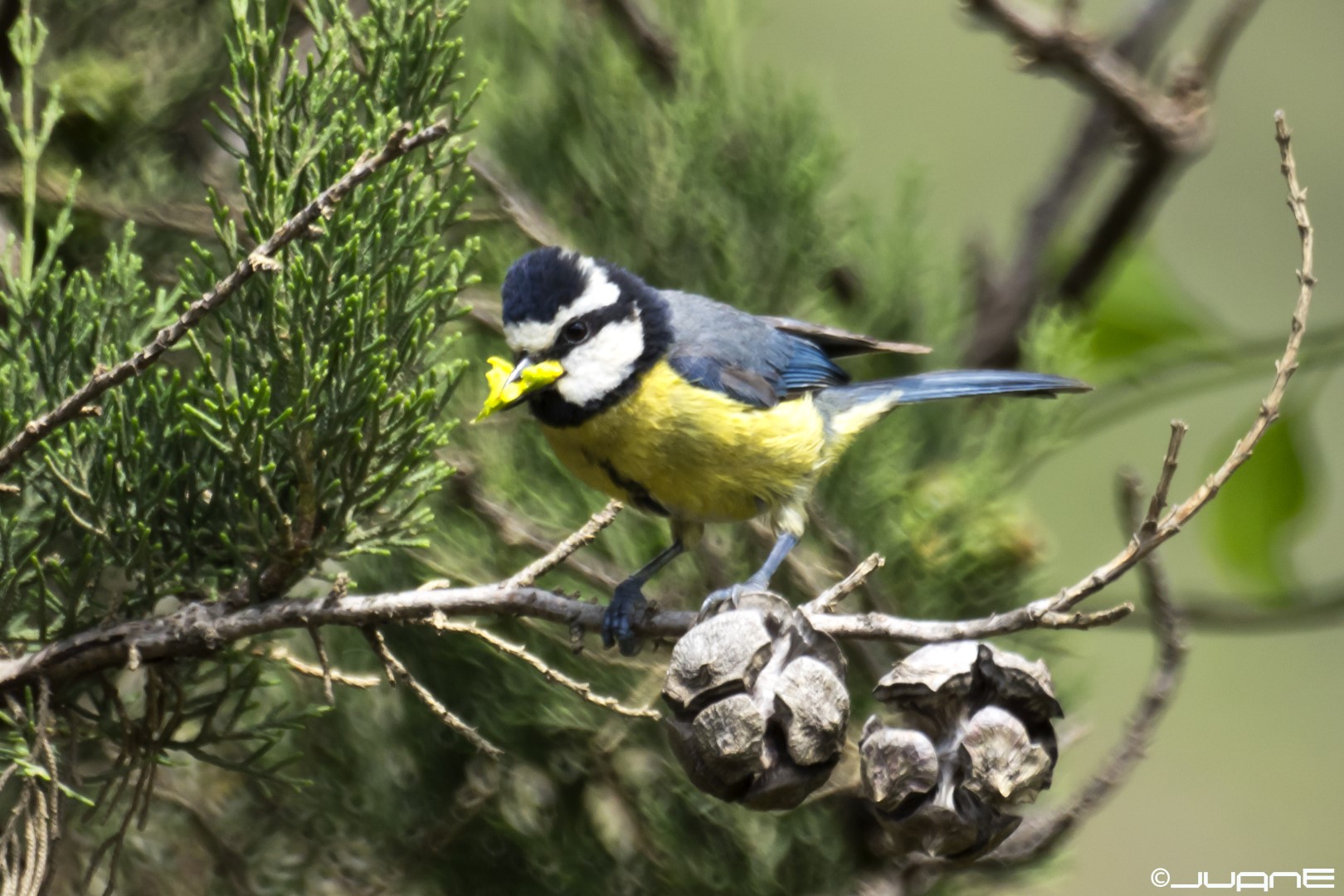 Tenerife Blue Tit